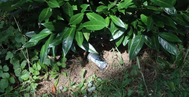 photo  aux saboliens de trouver ce cache dans les plantes près de l’hippodrome de sablé-sur-sarthe…  &copy;  ouest-france 