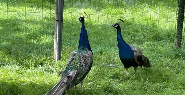 photo  ce dimanche 11 août 2024, les alençonnais ont voté pour donner un prénom aux deux nouveaux paons du parc des promenades.  &copy;  archives ouest-france 