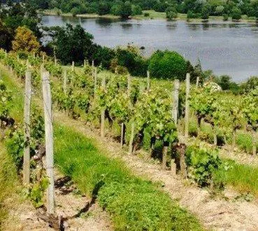 photo  la croix-picot à bouchemaine est dans l’appellation savennières.  &copy;  co 