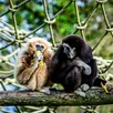 photo  fidji, à gauche, et pépito forment un couple de gibbons à mains blanches. 