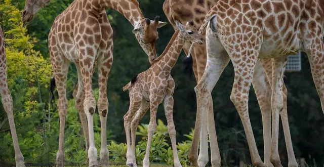 photo  un girafon a vu le jour sur la plaine africaine du zoo de la flèche, le 4 août 2024.  &copy;  zoo de la flèche 