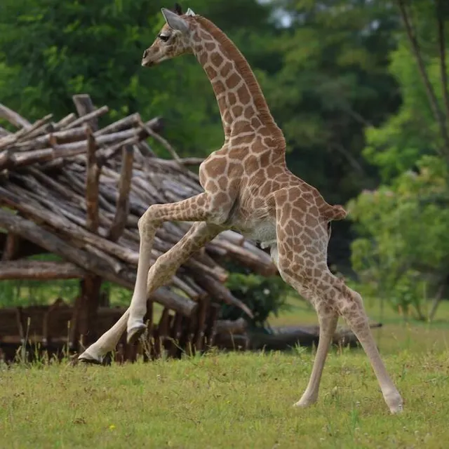 Le girafon pourra gambader joyeusement sur les deux hectares (hors structures) de la plaine africaine. Zoo de La Flèche photo le girafon pourra gambader joyeusement sur les deux hectares (hors structures) de la plaine africaine. © zoo de la flèche