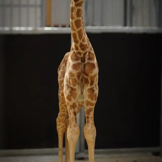 Pas si petit, ce nouveau-né... zoo de La Flèche photo pas si petit, ce nouveau-né... © zoo de la flèche