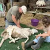 photo  daniel joly qui tond les moutons depuis 1986 sait comment le positionner et découper sa laine sans lui faire le moindre mal. 