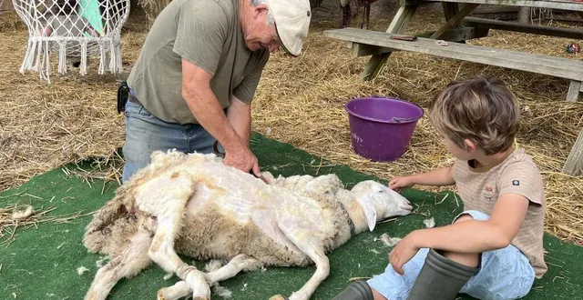 photo  daniel joly qui tond les moutons depuis 1986 sait comment le positionner et découper sa laine sans lui faire le moindre mal.  &copy;  ouest-france 