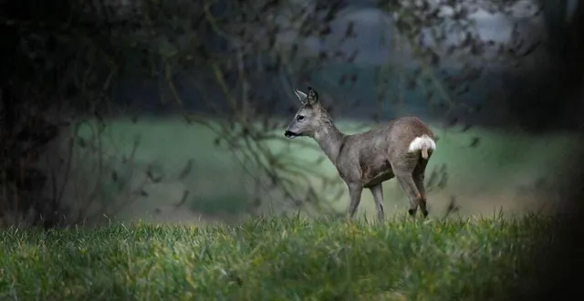 photo  le plan de chasse départemental prévoit une régulation à la hausse de la population de cervidés autour du massif de bercé.  &copy;  photo le courrier de l’ouest – marie delage 