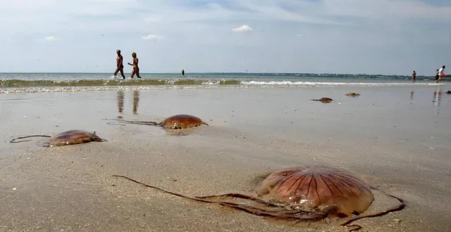 photo  les méduses, parfois, jouent les trouble-fêtes sur les plages normandes.  &copy;  archives ouest-france 