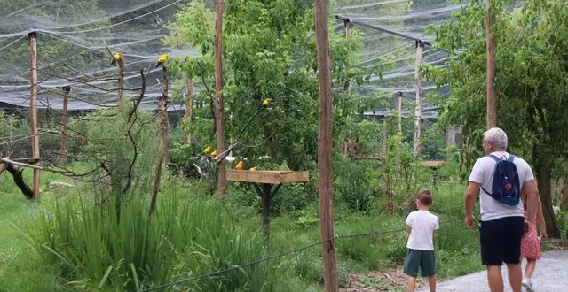 photo  dans la nouvelle volière sud-américaine, laurent et ses enfants découvrent les conures soleil, de petits perroquets jaune et doré.  &copy;  ouest-france 