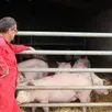 photo  benoît ragaigne, éleveur de porcs fermiers, dans son exploitation à auvers-le-hamon, le 18 février 2024. 