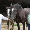 photo daniel (78 ans) et roland (91 ans) font partie de la famille corvaisier qui élève des percherons depuis les années 1890.