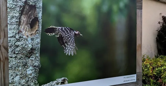 photo  ?jacques lelong nous raconte sa photographie, exposée dans le centre bourg de marigné-laillé.  &copy;  ouest-france 