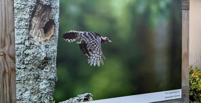 photo  la photo de jacques lelong  est exposée dans le centre bourg.  &copy;  ouest-france 