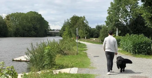 photo  les propriétaires de chien sont invités à les tenir en laisse près des points d’eau, car les cyanobactéries dégagent des toxines dangereuses pour les animaux (photo d’illustration).  &copy;  ouest-france 