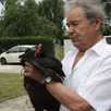 photo  la poule noire du mans a été sauvée grâce à la mobilisation de vip parmi lesquels le chanteur pierre perret. 