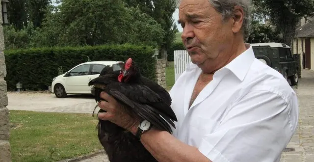 photo  la poule noire du mans a été sauvée grâce à la mobilisation de vip parmi lesquels le chanteur pierre perret.  &copy;  ouest-france 