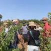 photo  plus de trente visiteurs ont suivi philippe rossignol dans ses vignes. 