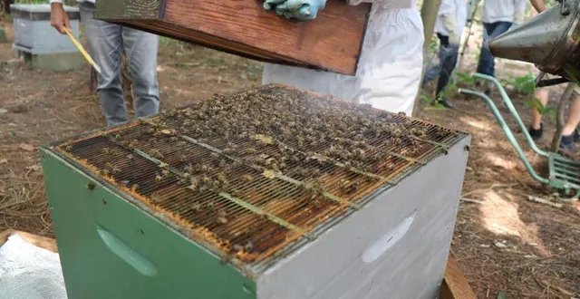 photo  récolte au rucher école de l’union syndicale apicole sarthoise, à la chapelle-saint-aubin, près du mans.  &copy;  ouest-france 