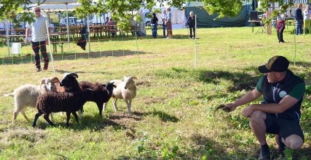 photo  alexis lacour avec quelques-uns de ses moutons à la fête bio dimanche 25 août 2024.  &copy;  le maine libre 