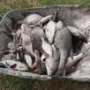 photo à saint-christophe-du-jambet (sarthe), une pollution à l’ammoniac a tué de nombreux poissons dans la mare d’un couple.