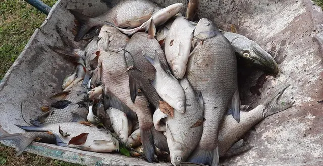 photo  à saint-christophe-du-jambet (sarthe), une pollution à l’ammoniac a tué de nombreux poissons dans la mare d’un couple.  &copy;  stéphanie hamelin 