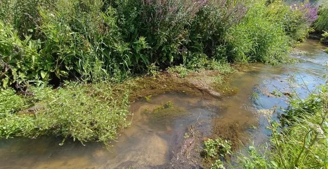 photo  en juillet 2024, une pollution au lisier a eu lieu à thoiré-sur-dinan (sarthe).  &copy;  riverains 