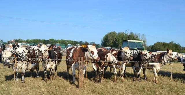 photo  le foirail du dimanche matin attire toujours la foule venant admirer les animaux.  &copy;  le maine libre 