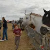 photo l’exposition des animaux de ferme, et plus particulièrement des chevaux, est toujours très appréciée par le public lors des comices.