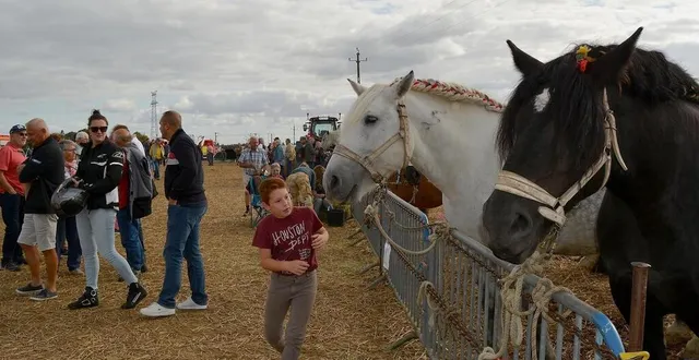 photo  l’exposition des animaux de ferme, et plus particulièrement des chevaux, est toujours très appréciée par le public lors des comices.  &copy;  archives ouest-france 