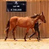 photo  nodessa josselyn a été adjugée 740 000,00 € mercredi 28 août 2024 à deauville. elle est la fille de bélina josselyn, jument avec laquelle jean-michel bazire avait remporté le prix d’amérique 2019. 