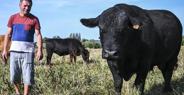 photo  vaas, mercredi 28 août 2024. pascal panvert s’est lancé dans l’aventure black angus, avec émilie pichon. ils vendent une viande persillée à souhait sur leurs exploitations.  &copy;  le maine libre – denis lambert 