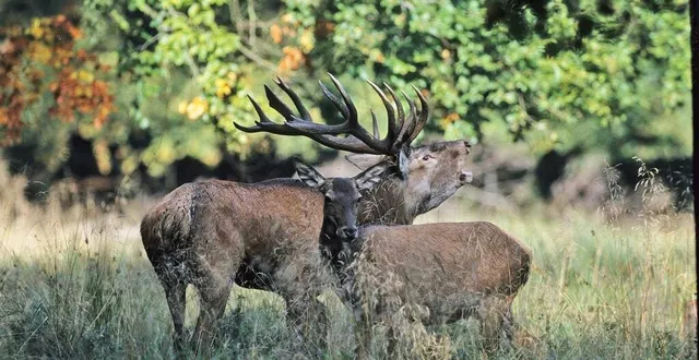 photo  respect et quiétude sont de rigueur en période de brame.   &copy;  onf 