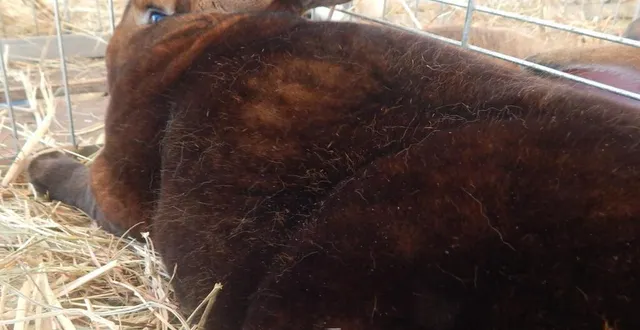 photo  ce lapin rex accuse un poids de près de 6 kg.  &copy;  le maine libre 