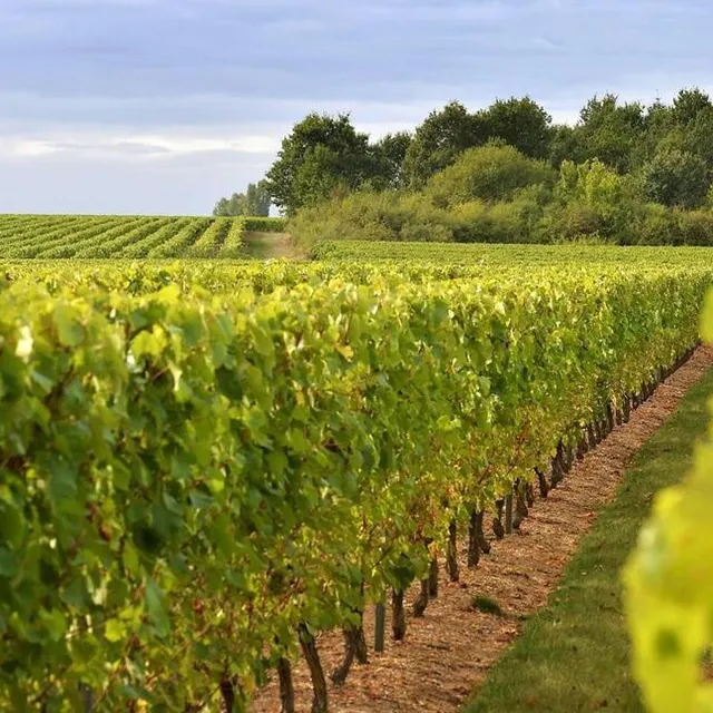 Partez à la découverte du vignoble saumurois OUEST FRANCE photo partez à la découverte du vignoble saumurois © ouest france