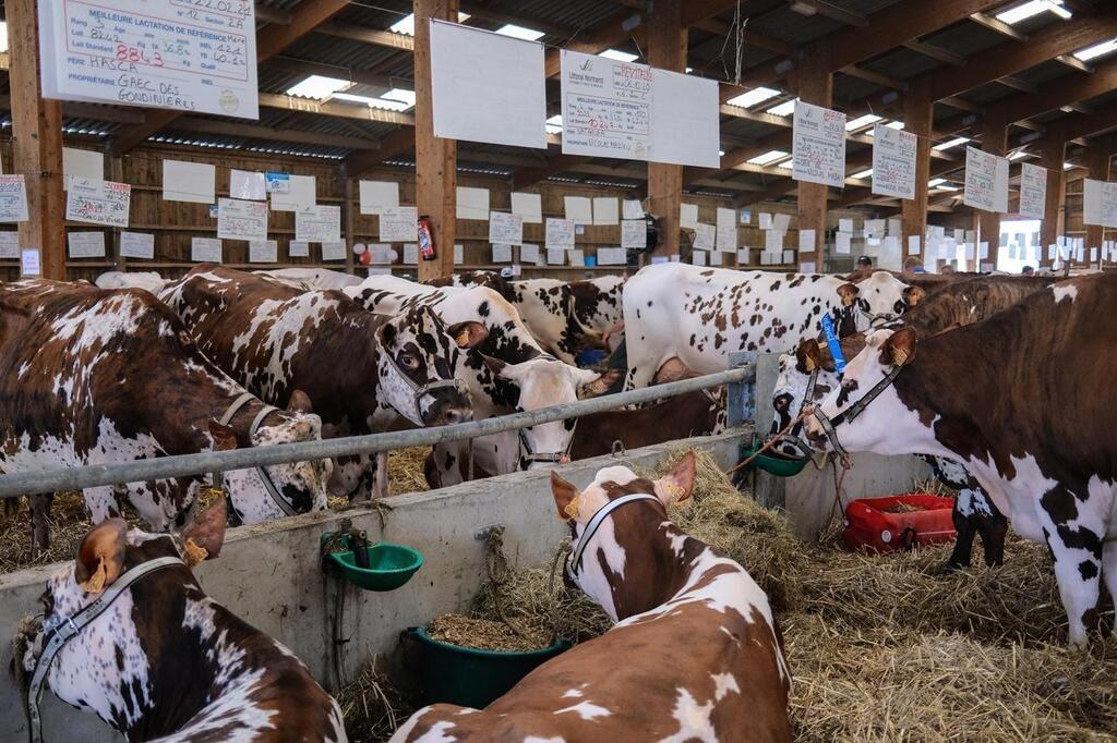 MHE, fièvre catarrhale ovine… L’édition 2024 de la foire de Lessay sous ...