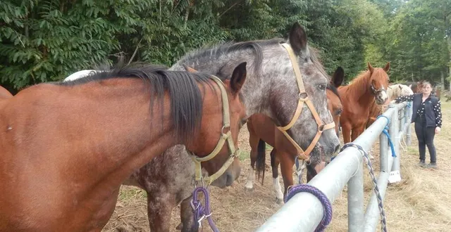 photo  des chevaux figuraient parmi les animaux présentés.  &copy;  le maine libre 