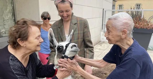 photo  deux lamas étaient à l’ehpad de la sénatorerie à alençon dans le cadre d’une animation de médiation animale.  &copy;  ouest-france 