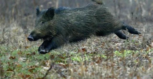 photo  le sanglier, une espèce de grand gibier « super intelligente », fait l’objet de comités de vigilance locaux réunissant chasseurs et agriculteurs.  &copy;  archives le maine libre - hervé petitbon 