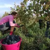photo  le domaine du château piéguë propose au visiteur de participer aux vendanges. 