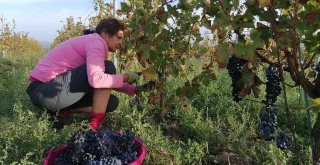 photo  le domaine du château piéguë propose au visiteur de participer aux vendanges.  &copy;  emilie weynants 