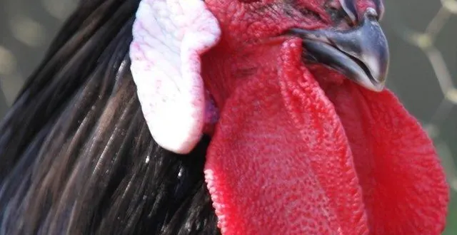 photo  la poularde de mézeray, plus connue sous le nom de poule de la flèche.  &copy;  organisateurs 