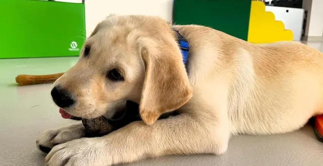 photo  après deux mois à la maison du chiot de l’école des chiens guides d’aveugles, près d’angers, ce toutou tout mignon va rejoindre sa famille d’accueil.  &copy;  ouest-france 