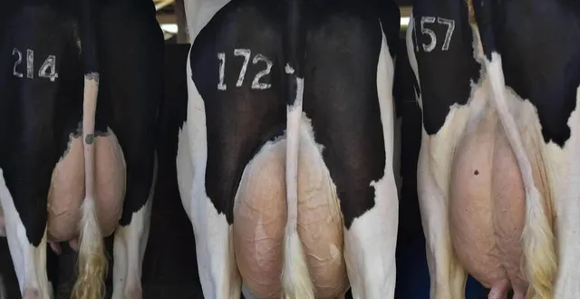 photo  il manquera une bonne centaine de bovins pour les concours prévus sur cette édition 2024 de la foire.  &copy;  archives le maine libre – denis lambert 