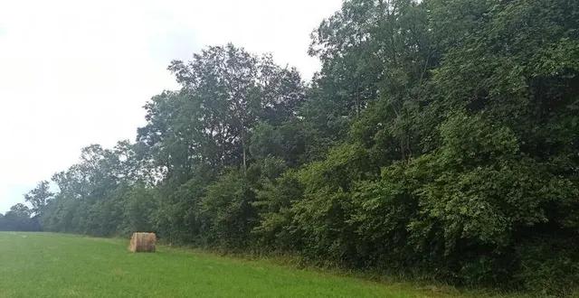 photo  marine levrard, responsable de l’afac normandie donne plusieurs conseils pour bien entretenir sa haie.  &copy;  afac normandie 