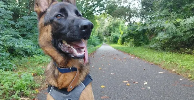 photo  l’amicale canine thoréenne invite les propriétaires de chiens à venir se faire photographier avec leurs animaux, samedi 14 septembre 2024, sur le terrain de l’association, à la lande chalubot, à thorée-les-pins.  &copy;  ouest-france 