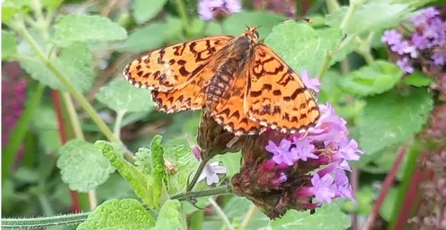 photo  les rencontres naturalistes sont des temps d’échanges et de découvertes accessibles à tous publics passionnés.  &copy;  ouest-france 