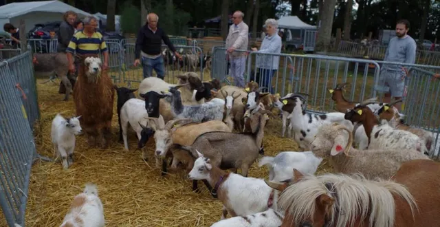 photo  à l’heure du départ, pas facile de rassembler tout ce petit monde poilu.  &copy;  le maine libre 