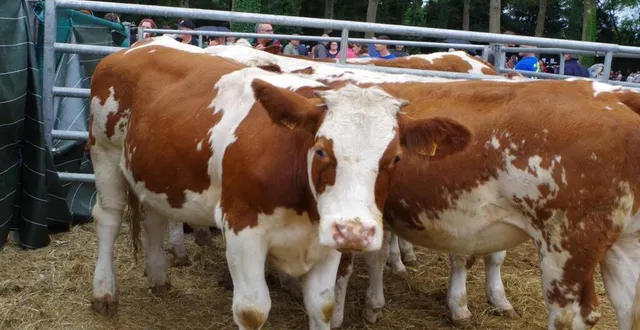 photo  des saonoises hors canton avaient aussi fait le déplacement.  &copy;  le maine libre 