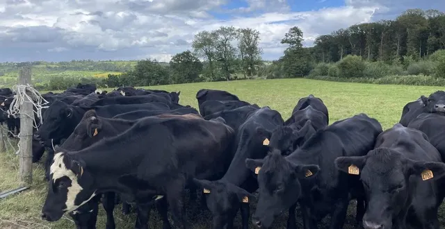 photo  ces veaux ont un père de race angus (viande) et une mère laitière, normande, jersiaise ou holstein. des animaux capables de vêler plus précocement (2 ans). une stratégie pour réduire le bilan carbone d’une exploitation.  &copy;  ouest-france 