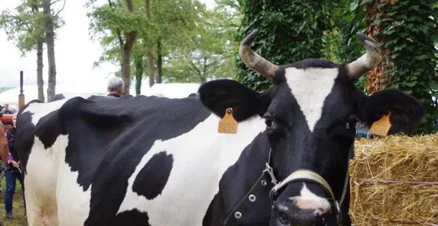 photo  une douzaine de races bovines participait au concours en ce mois de septembre.  &copy;  le maine libre 