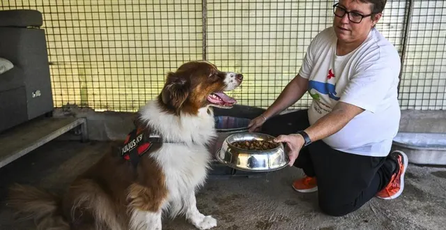 photo  une cinquantaine de chiens sont actuellement accueillis à la lda.  &copy;  le maine libre – denis lambert 